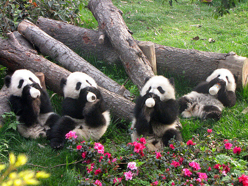 Chengdu Research Base for Giant Panda Breeding