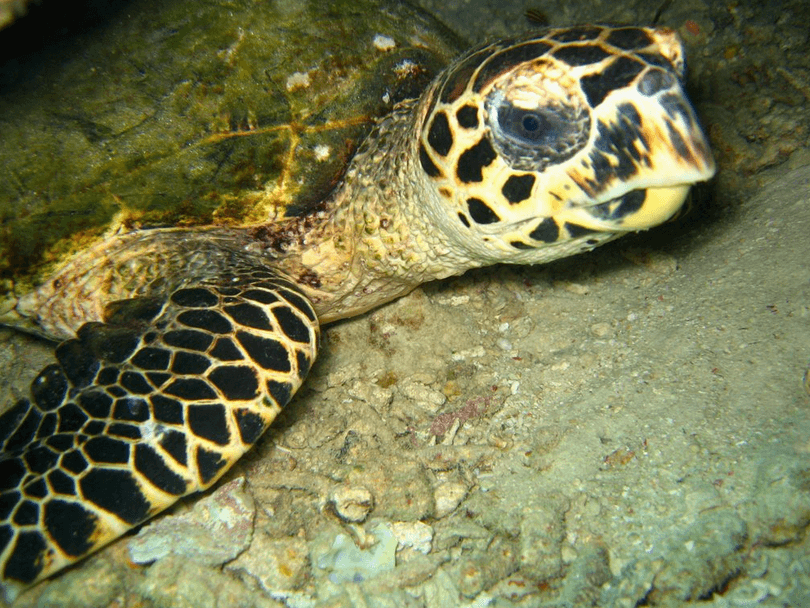 Turtle Patch Sipadan