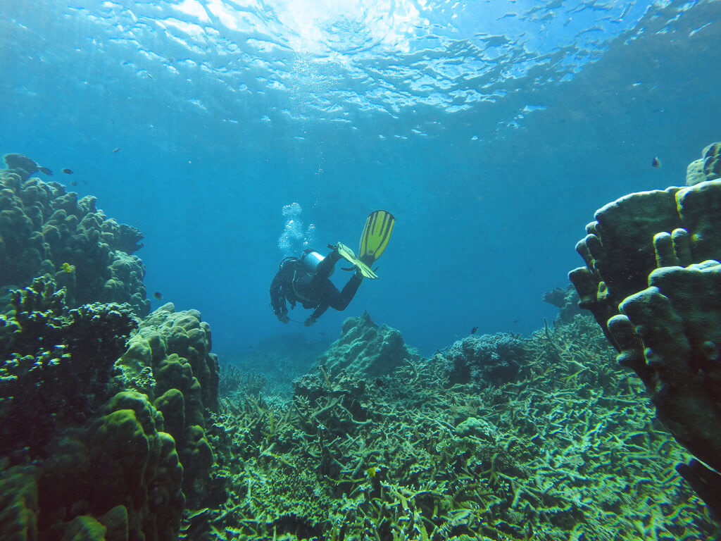 Padi Scuba Diving Tioman