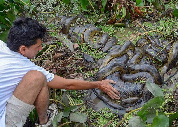 Los Llanos menjadi habitat ular terkenal dalam cerita Anaconda