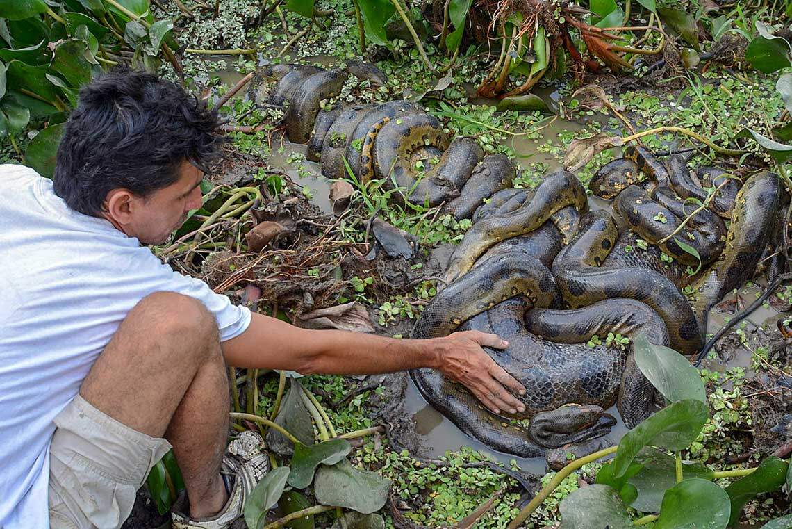 Los Llanos menjadi habitat ular terkenal dalam cerita Anaconda