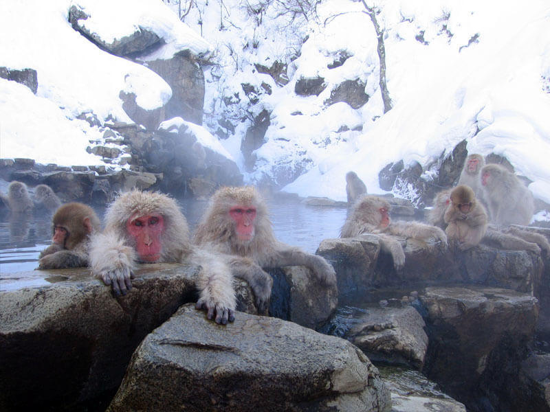 Monyet Unik di Nagano