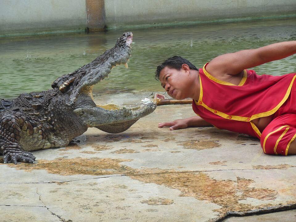 Aksi Mendebarkan Crocodile Farm Bangkok