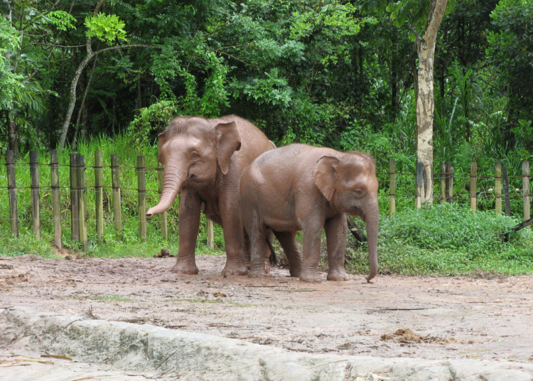 gajah Borneo Pygmy