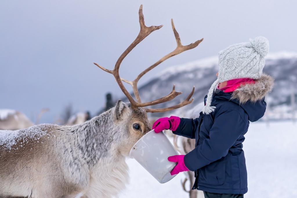 Little girl in a warm winter jacket feeding reindeer in winter, Tromso region, Northern Norway