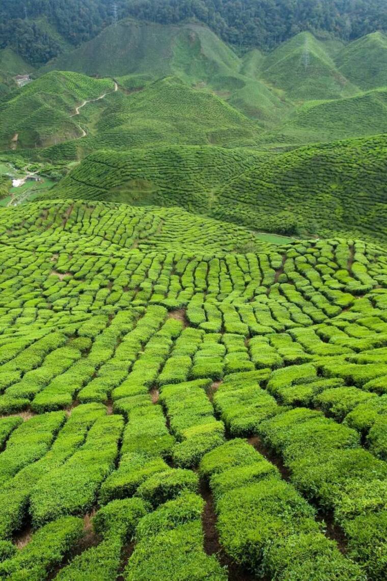 Cameron-Highlands-Tea-plantation.