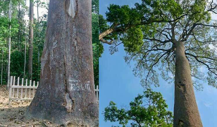 Pokok terbesar di Negeri Sembilan
