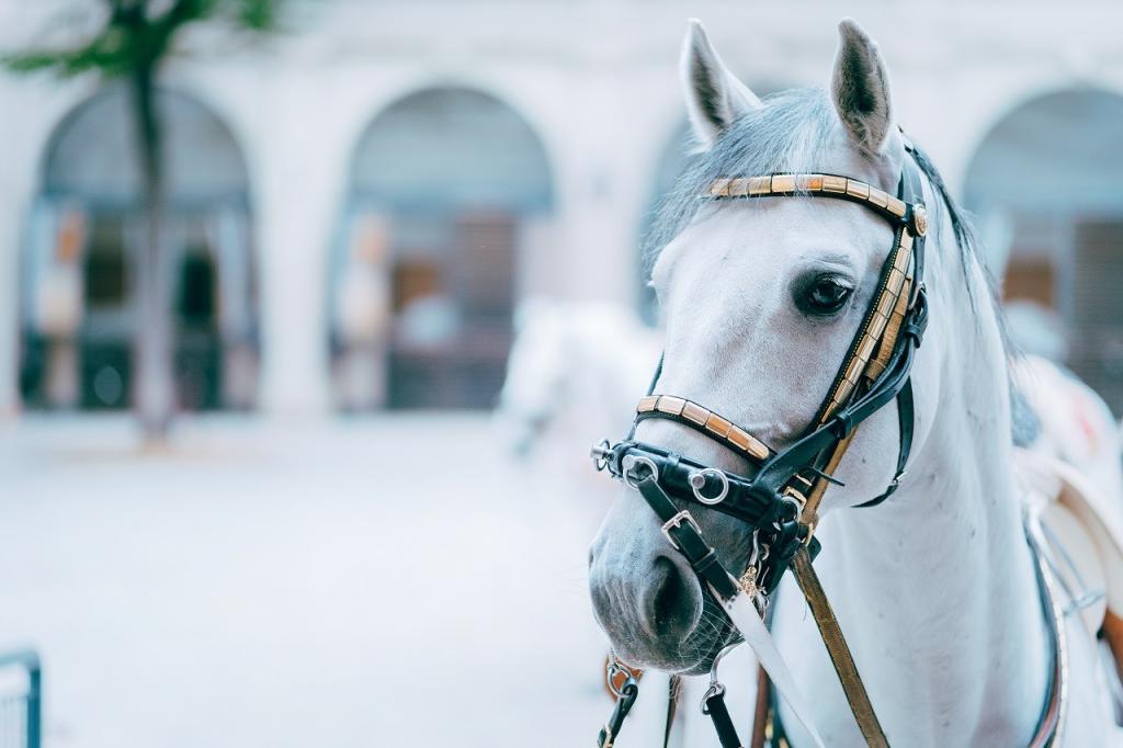 Portrait of the world famous Lipizzaner Stallion legendary White Stallions horse. Spanish Riding School in Vienna.