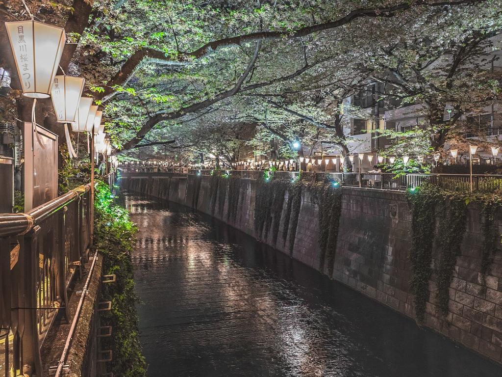 Berjalan di sepanjang Meguro River Park untuk melihat Cherry Blossoms