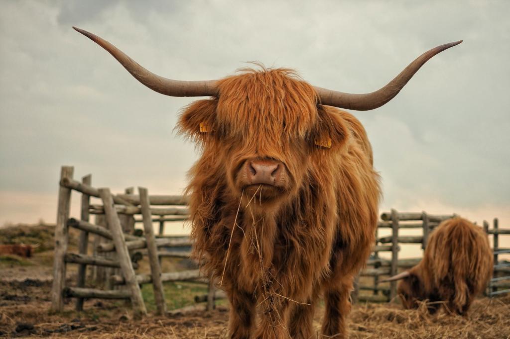 Anda mungkin menyeberangi laluan lembu tanah tinggi Scotland