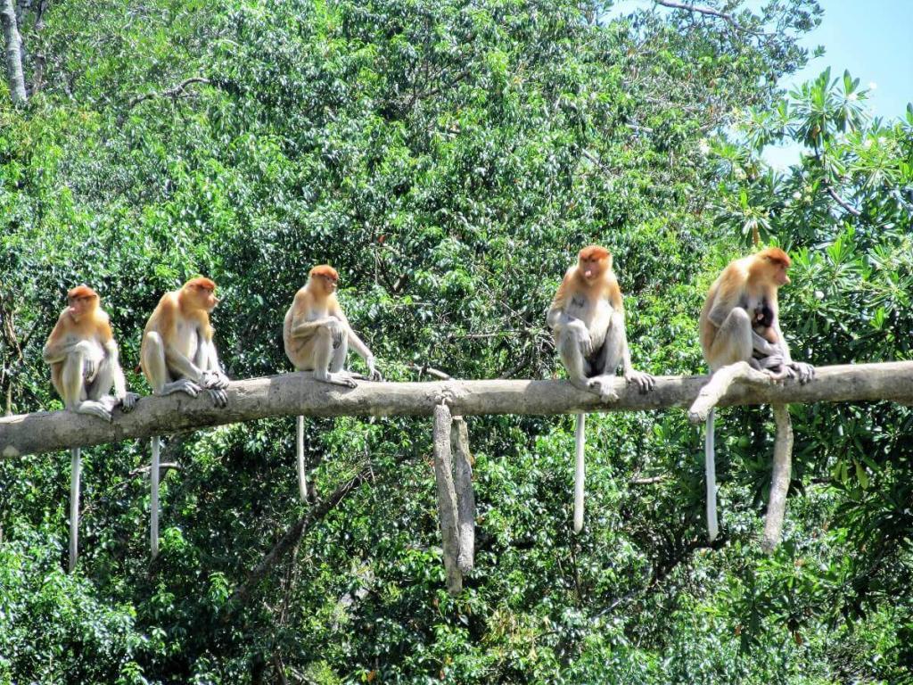 Labuk Bay Proboscis Monkey Sanctuary