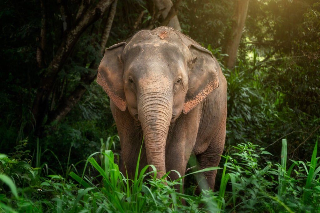 Pattaya Elephant Jungle Sanctuary