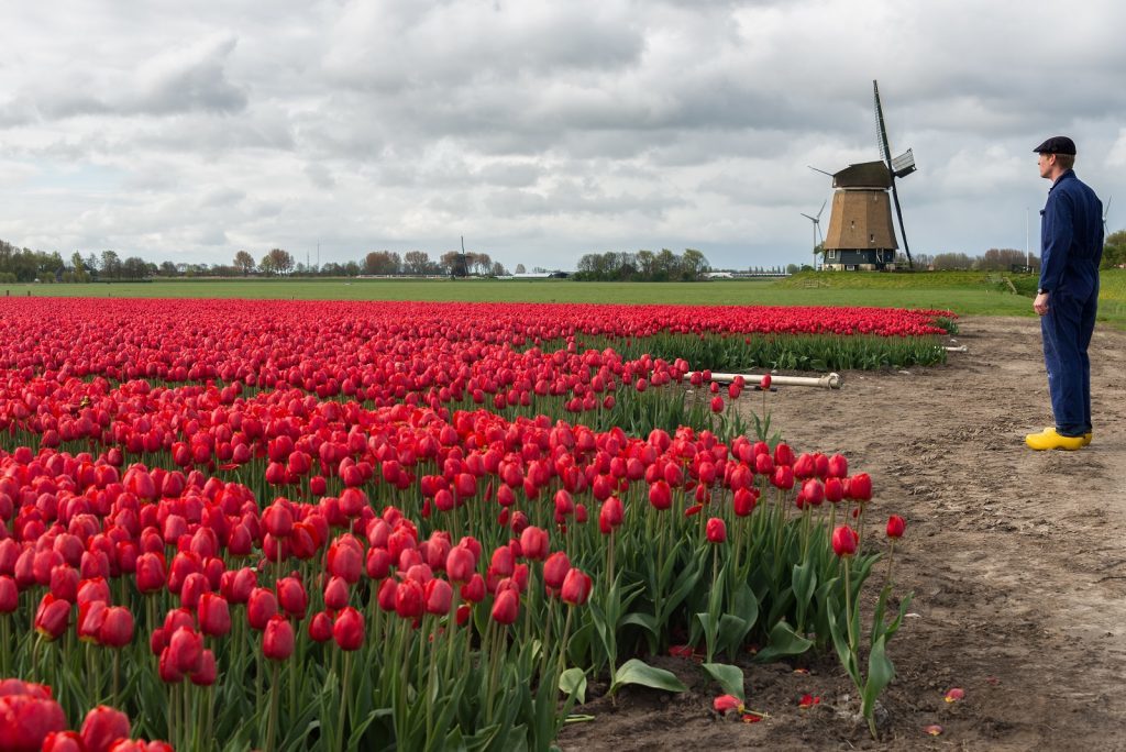 Imej tipikal Belanda dengan seorang petani memakai kasut kayu kuning, pakaian berwarna biru dan topi rata memeriksa bunga tulip merahnya, tumbuh di lapangan di depan kincir angin di Belanda.