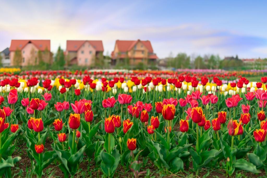 Spring fields of blooming tulip wilh tree home build background
