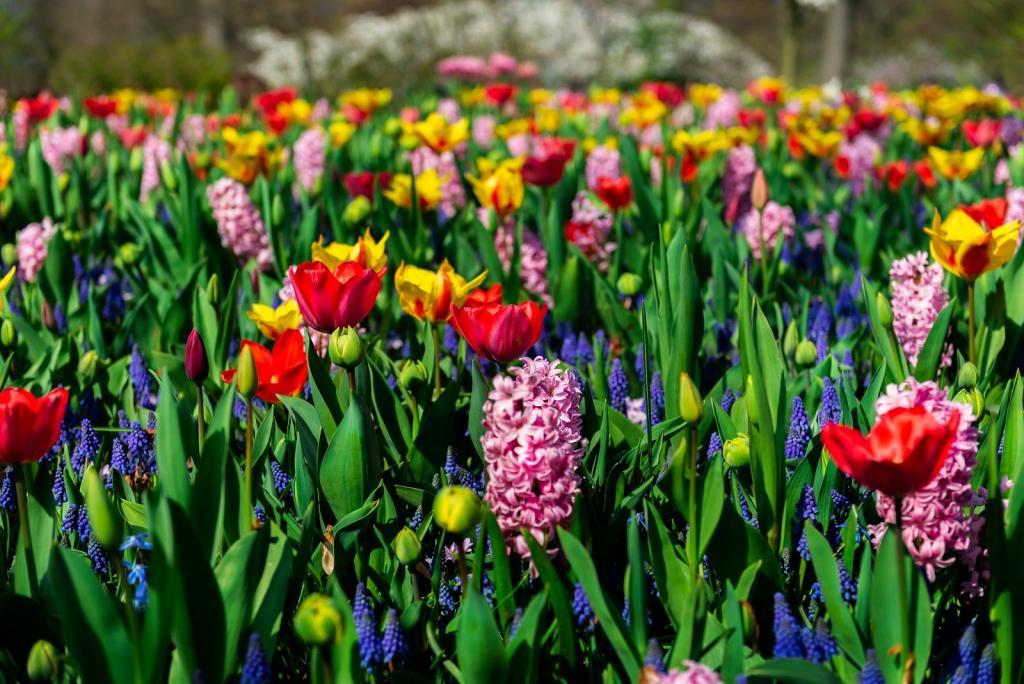 Salah satu kebun bunga terbesar di dunia di Lisse, Belanda. Tutup bunga bunga bunga tulip, gondok, narcissus