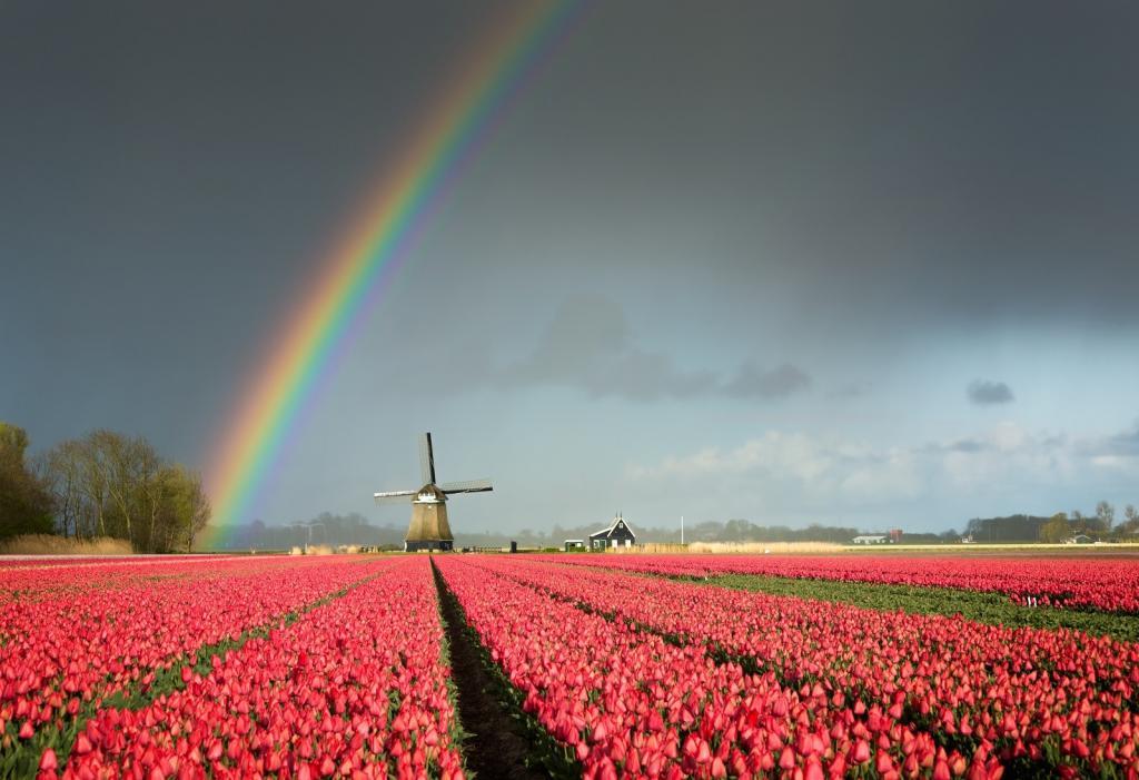 A colorful rainbow in a dark sky over a windmill and a field full of bright red tulips during a spring storm in a landscape near Amsterdam in the Netherlands.