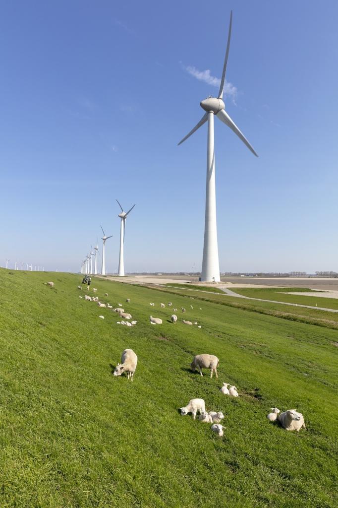 View of windmills and sheep grazing at Schapendijk in Noordoostpolder, Netherlands