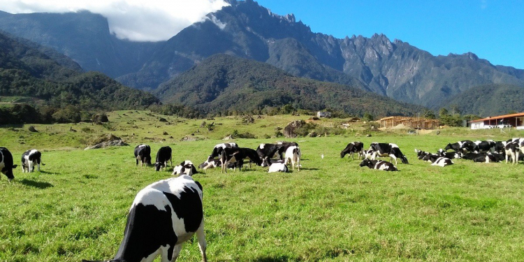 Desa Cattle Dairy Farm Cows