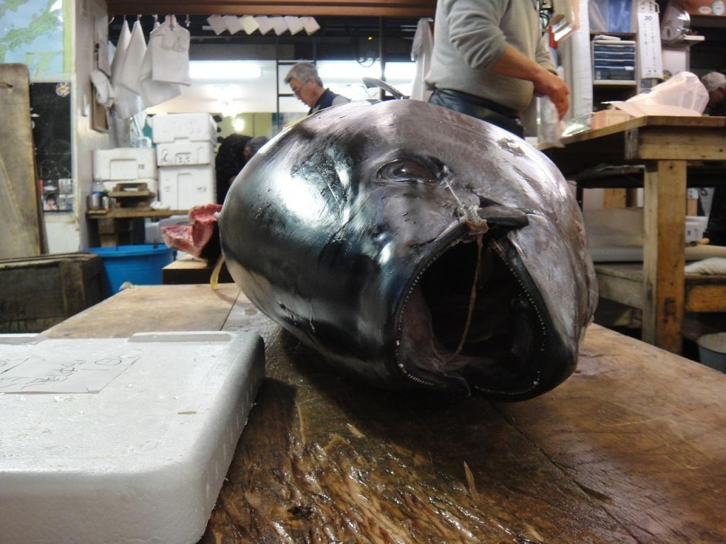 Pasar Tsukiji - Tuna
