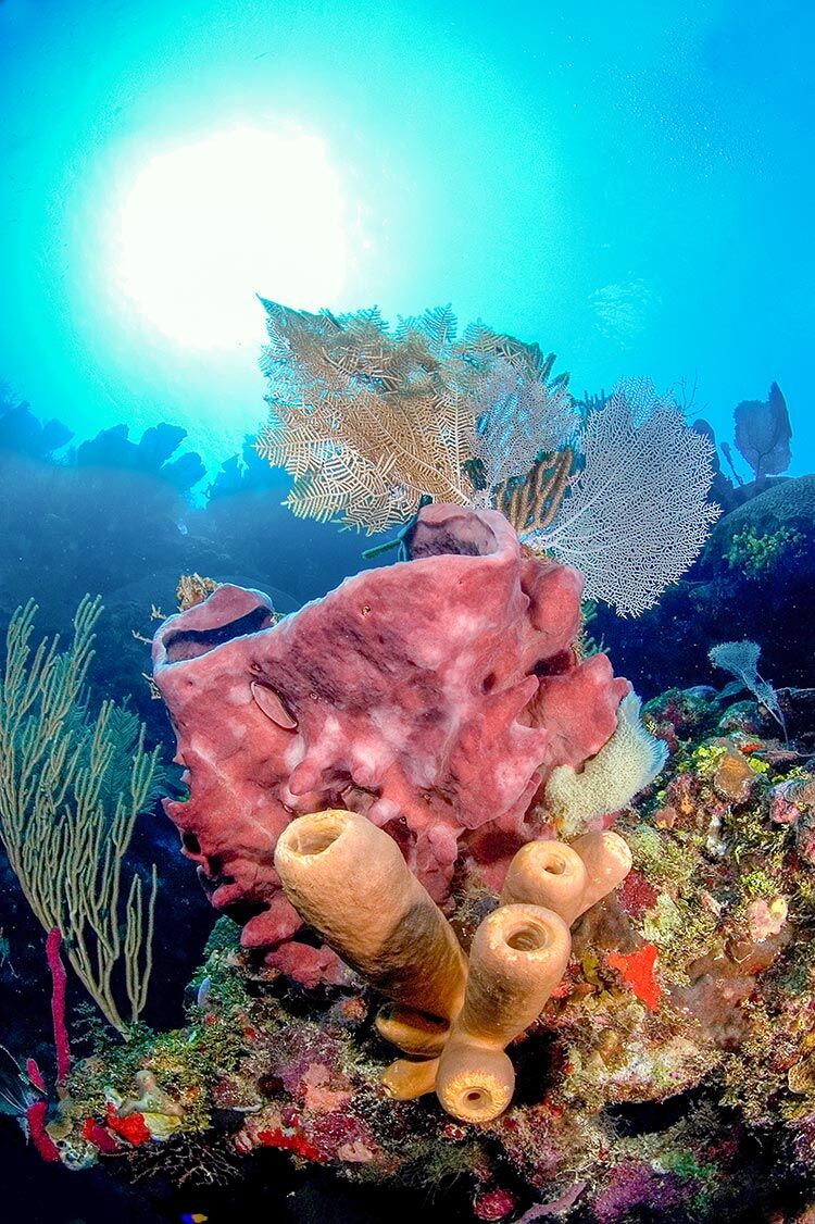 Banana Reef Coral