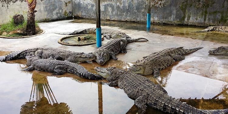 Crocodile-World-Chun-Wei-Tan