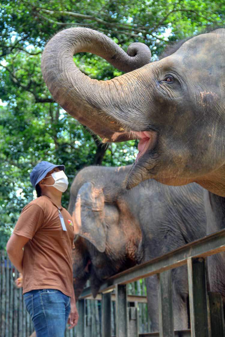 Gajah jinak di zoo Melaka