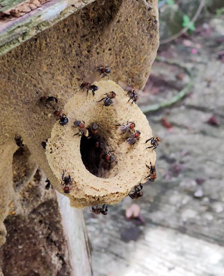 Lebah-Kelulut-di-Bilut-Bee-Farm-Altantian