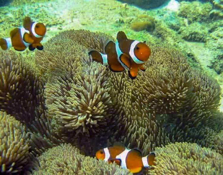 Pelbagai hidupan di pantai Pulau Sibu yang sangat menarik anda boleh temukan seperti ikan Nemo ini