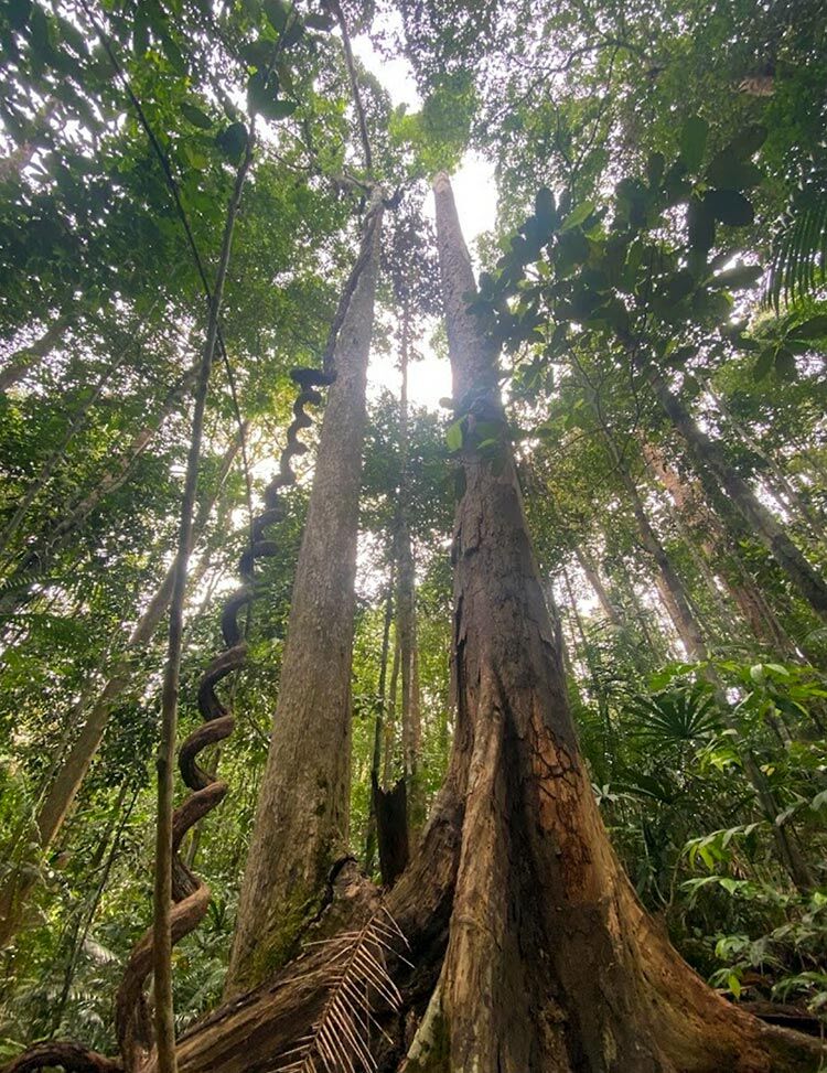 Pokok kayu banir Hutan Lipur Gunung Belumut