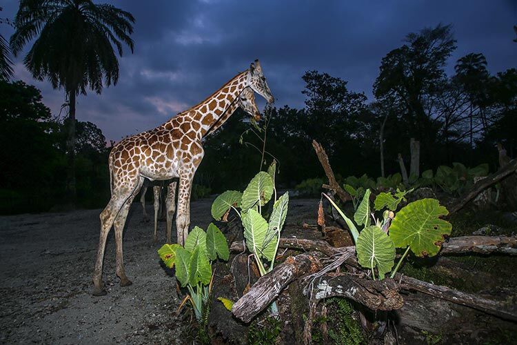 Aktiviti melihat giraffa dan haiwan liar di Zoo Taiping & Night Safari