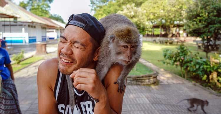 monyet-di-bali