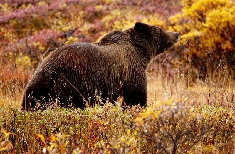 Bau seperti salji, Grizzly liar (Brown Bear) di Denali pada bulan September | Imej oleh: Olbetsy