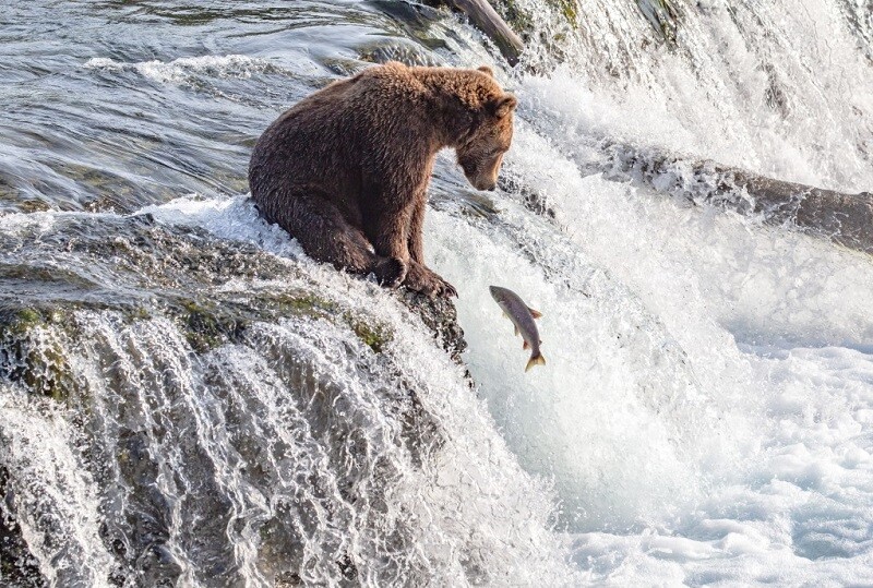 Anak beruang muda grizzly di Brooks Falls | Imej oleh: Mod pix photography