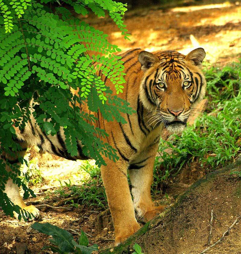 pameran haiwan dengan menggunakan konsep terbuka - Panthera tigris malayensis