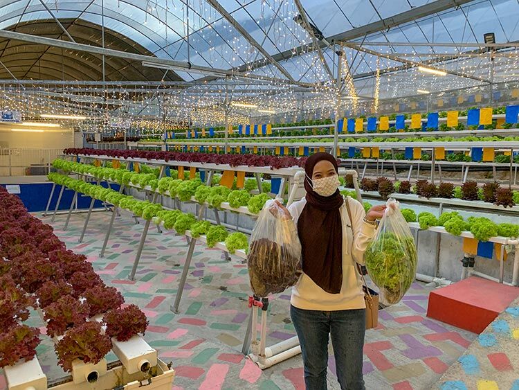 Aquaponic Kundasang Farm Ville