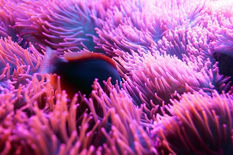 Hidupan terumbu karang di Pulau Sipadan