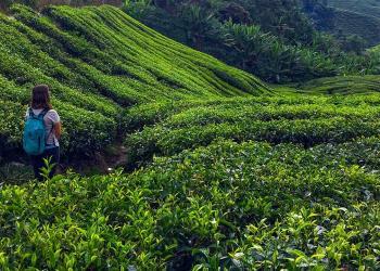 pakej-cameron-highlands