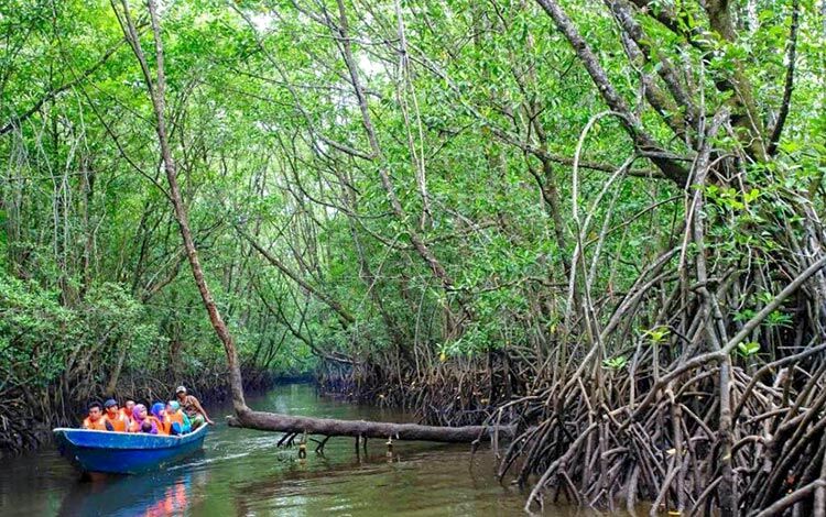 Meneroka kawasan hutan bakau Sungai Cherating