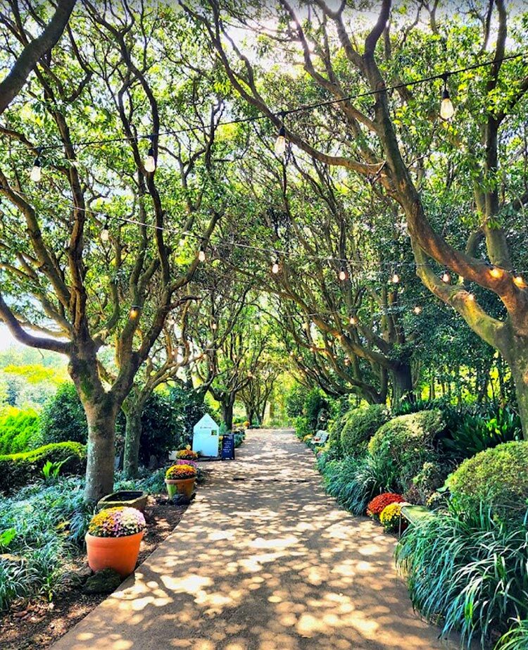 Camellia-Hill-Botanical-Garden-byungho-ahn