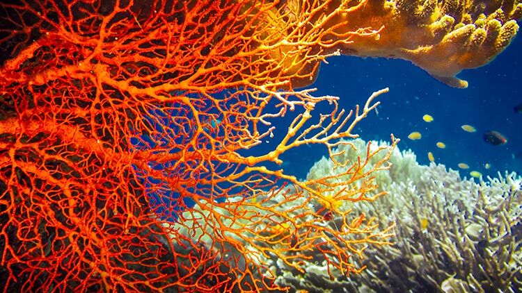 colorful-red-hard-corals-Raja-Ampat-Indonesia