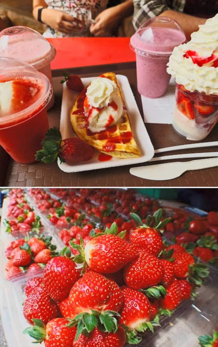 Big-Red-Strawberry-Farm-Muhammad-Ihsan
