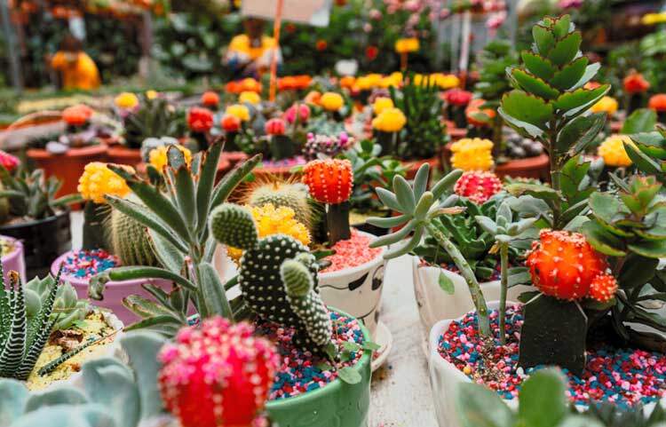 Cactus-Valley-Jimmy-Oon