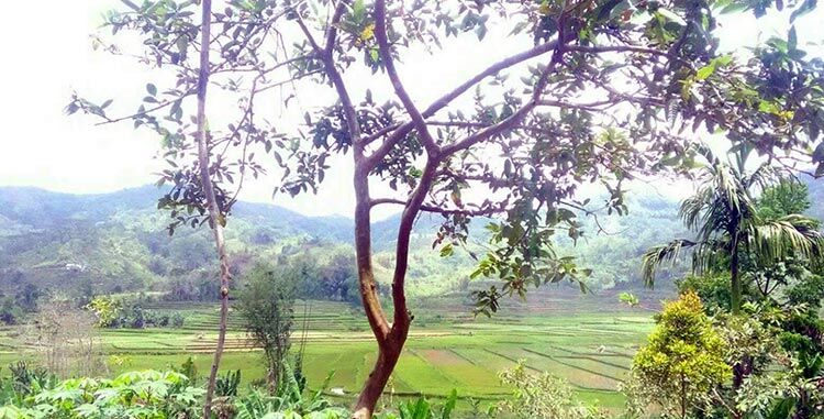 Sawah-Lingko-Bea-Keca-Erick-Kuwu