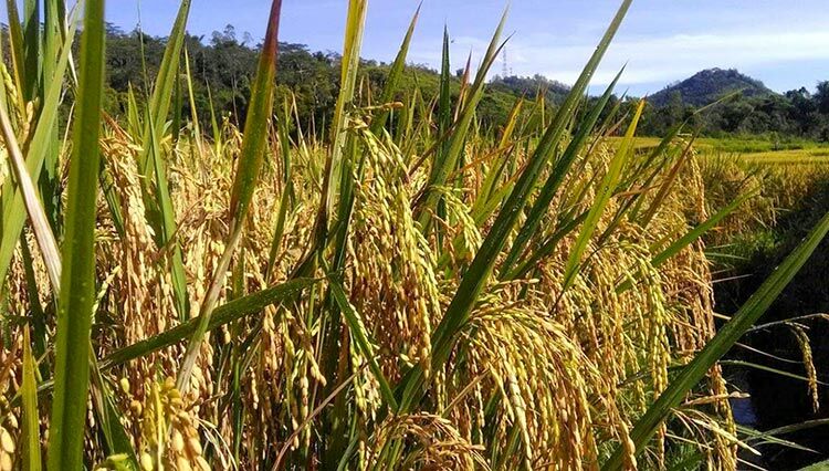 Sawah-Lingko-Erick-Kuwu