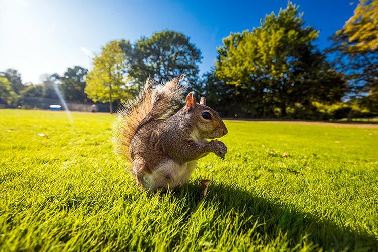 grey-squirrel-eating-a-nut-on-a-grass-in-the-park
