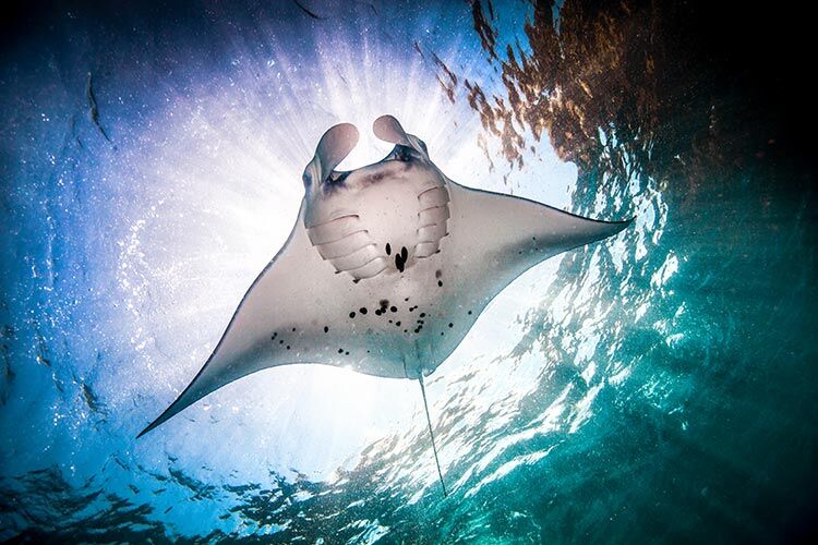 manta-point