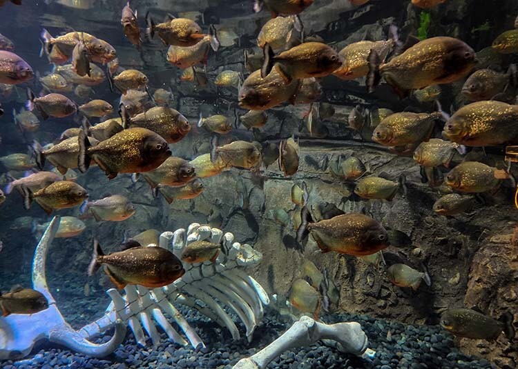 Jakarta AQuarium Safari