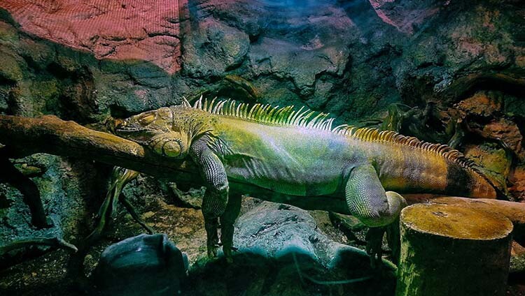 Jakarta AQuarium Safari
