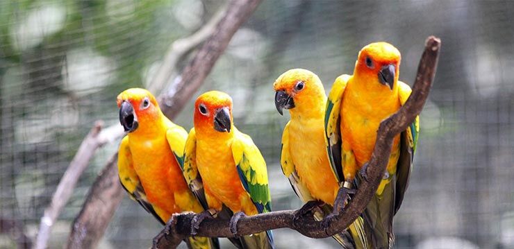 Melawat Taman Burung Kuala Lumpur No1 Di Dunia 3