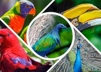 Taman-Burung-Kuala-Lumpur-KL-Bird-Park
